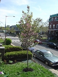 Kwanzan Cherry Tree 2007 02